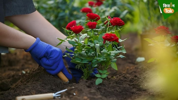 गुलाब की खेती
