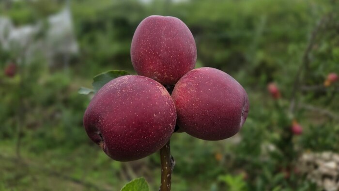 Garhwali apples