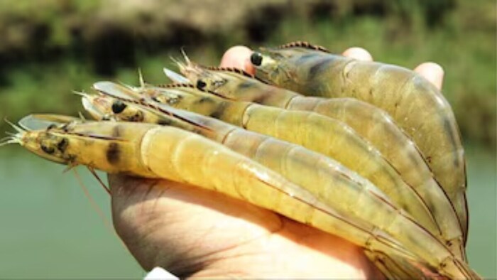 झींगा पालन