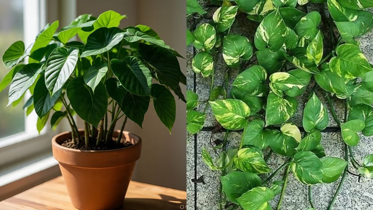 Money Plant