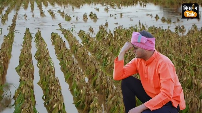 883 गांवों के 14 लाख से अधिक किसानों को बारिश के चलते भारी नुकसान पहुंचा है.