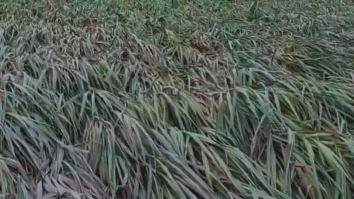 बाढ़ से फसलें बर्बाद