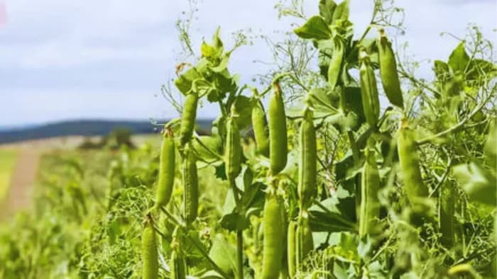 मटर की अगेती किस्म