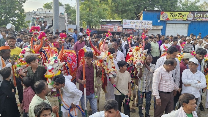 Bail Pola utsav Akola