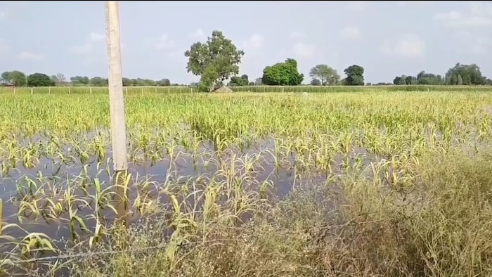 Dholpur rain crop damage