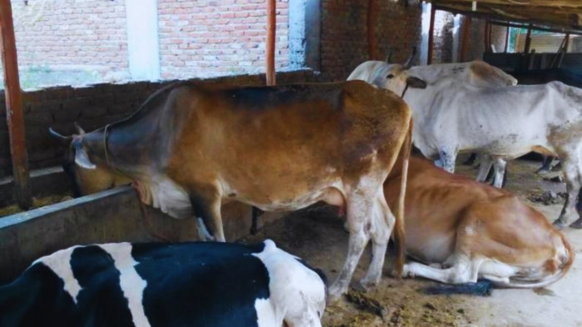 पशुओं को संक्रमण से बचाने के घरेलू उपाय