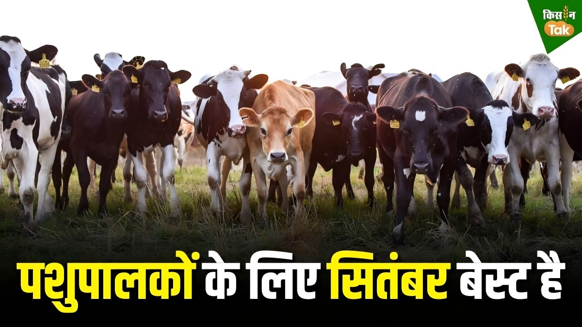 animal cattle