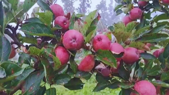 हिमाचल के सेब बागवान तबाह