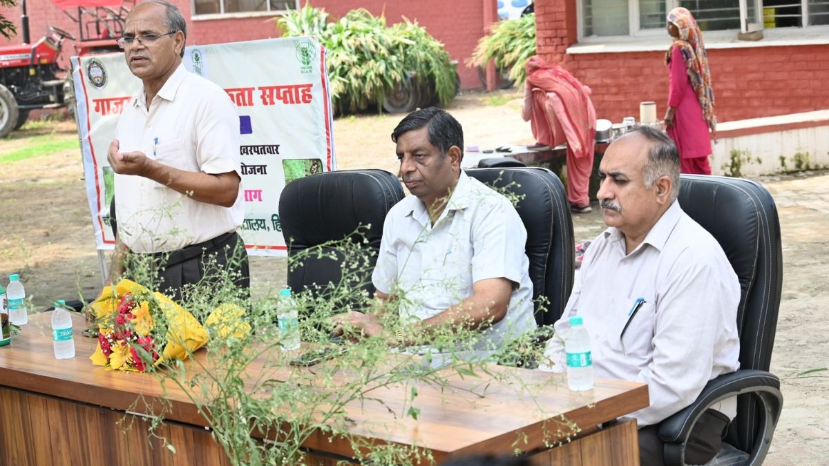 घातक है गाजर घास