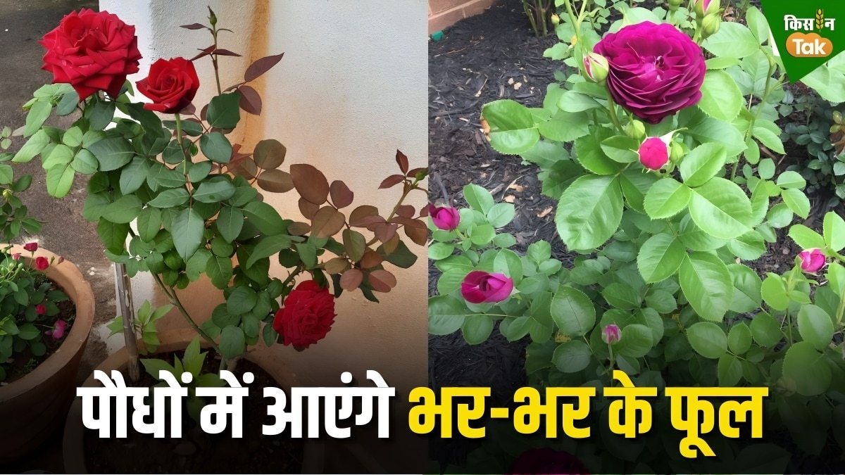 flower plant