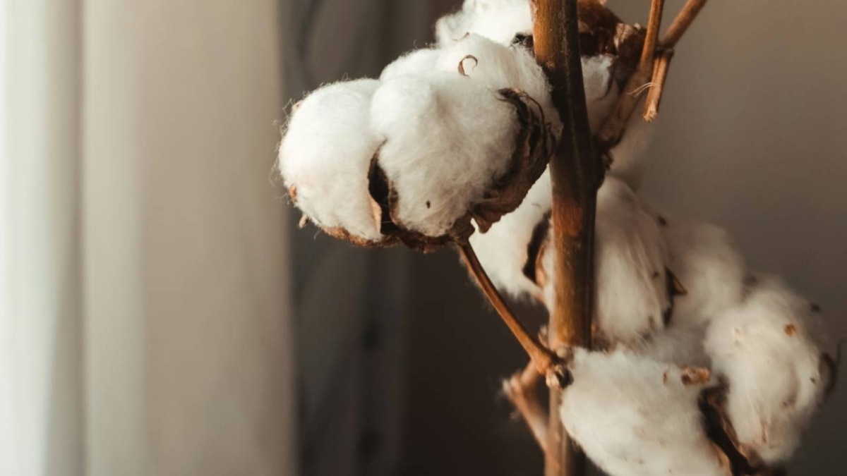 Cotton Import Duty India 