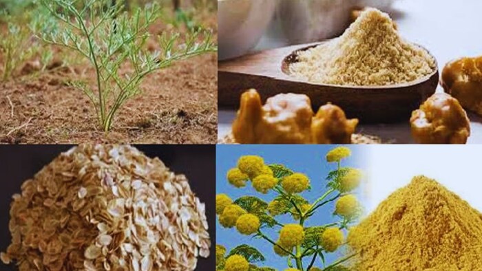 हींग की खेती