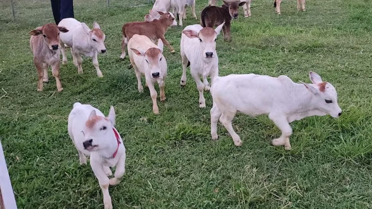 ये हैं दुनिया की 5 सबसे छोटी नस्ल वाली गाय, जानें खासियत और नाम