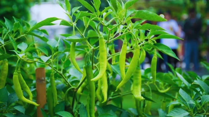 मिर्च के पौधे में डालें ये खाद