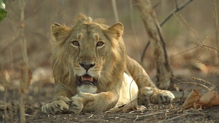 सोमनाथ के रावल नदी में मिला शेर का शव (सांकेतिक फोटो)