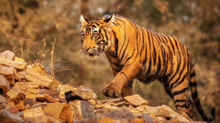 Madhya Pradesh tiger