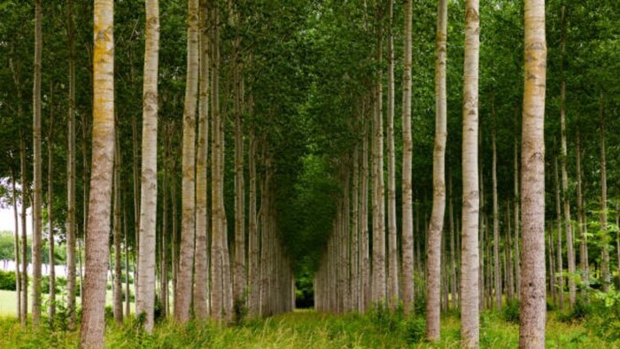 "एक पेड़ मां के नाम" मुहिम पर उठा सवाल