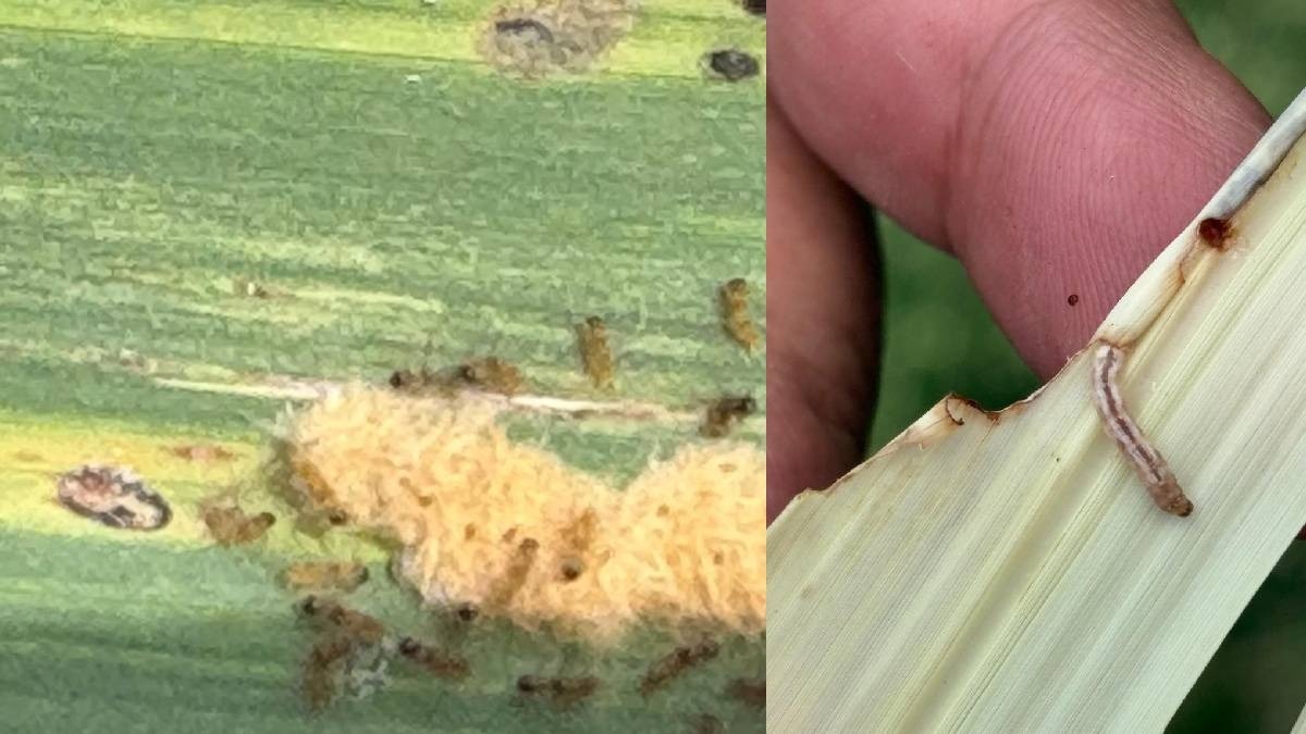 sugarcane disease