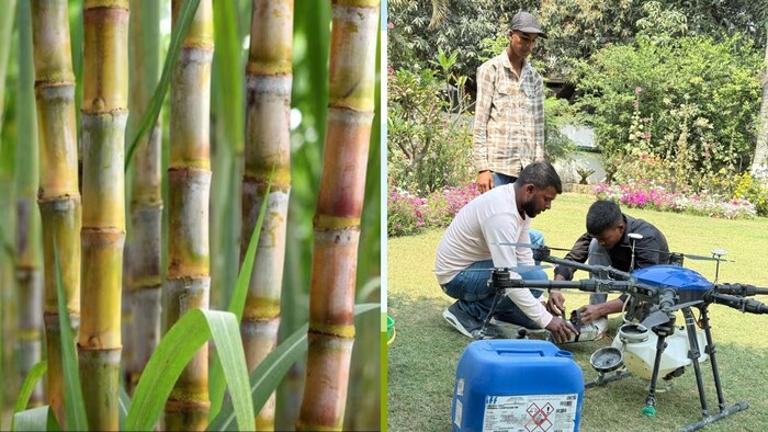 अब तक ड्रोन से गन्ने के 24218 हेक्टेयर क्षेत्रफल में हुआ कीटनाशक का छिड़काव