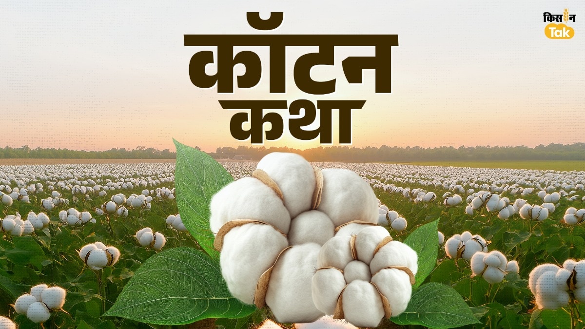 क्यों र‍िकॉर्ड तोड़ रहा कॉटन इंपोर्ट?  