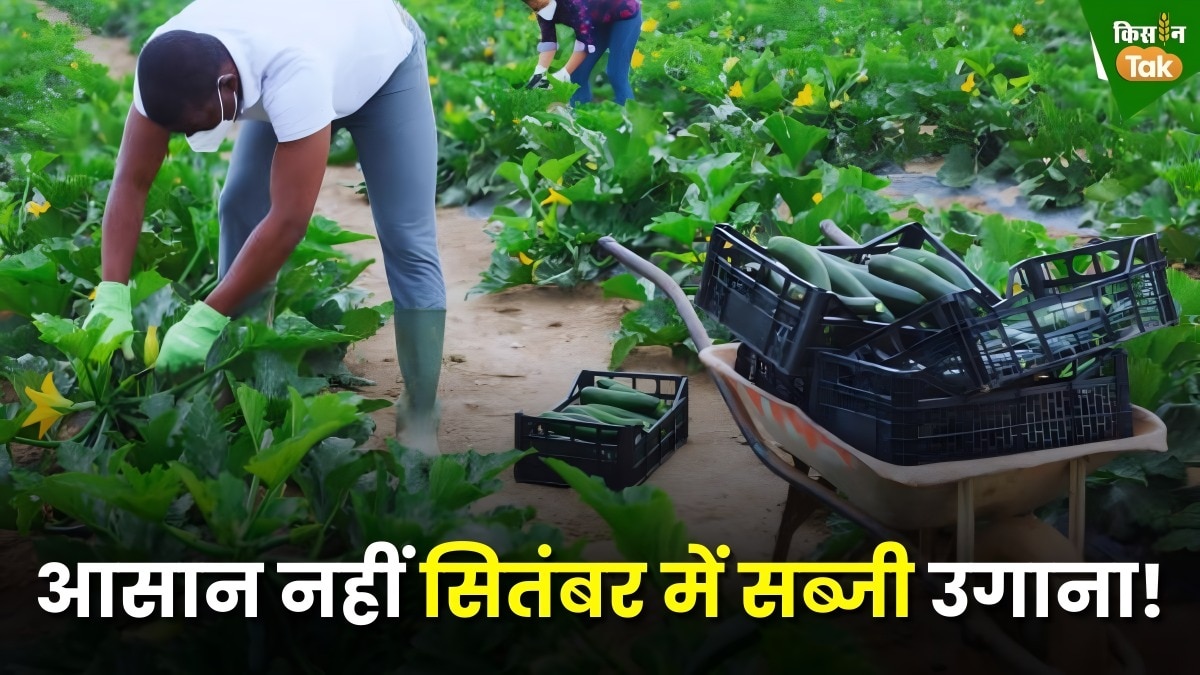 सितंबर में सब्जी किसानों के सामने आती हैं बड़ी चुनौतियां, उगाने वाले तैयारी पूरी रखें