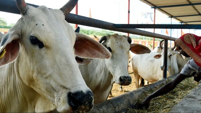 दुधारू पशुओं की खुराक