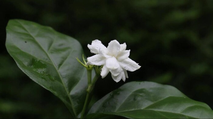 चमेली के फूल का भारत में धार्मिक महत्व भी बहुत ज्यादा है