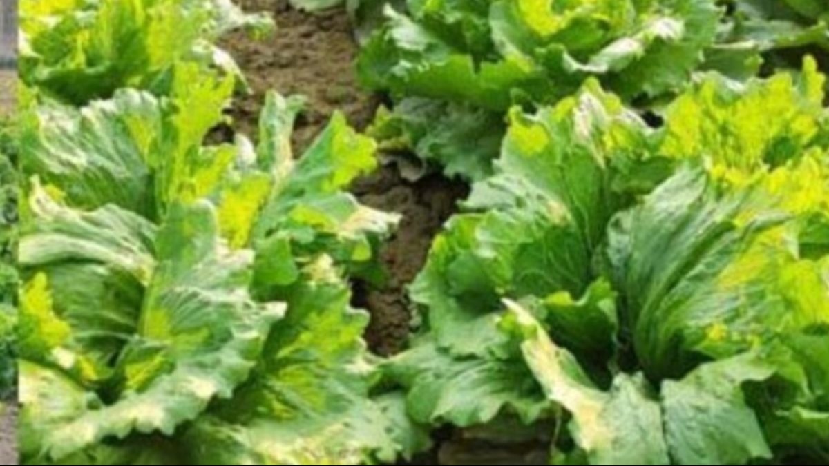 Lettuce Varieties