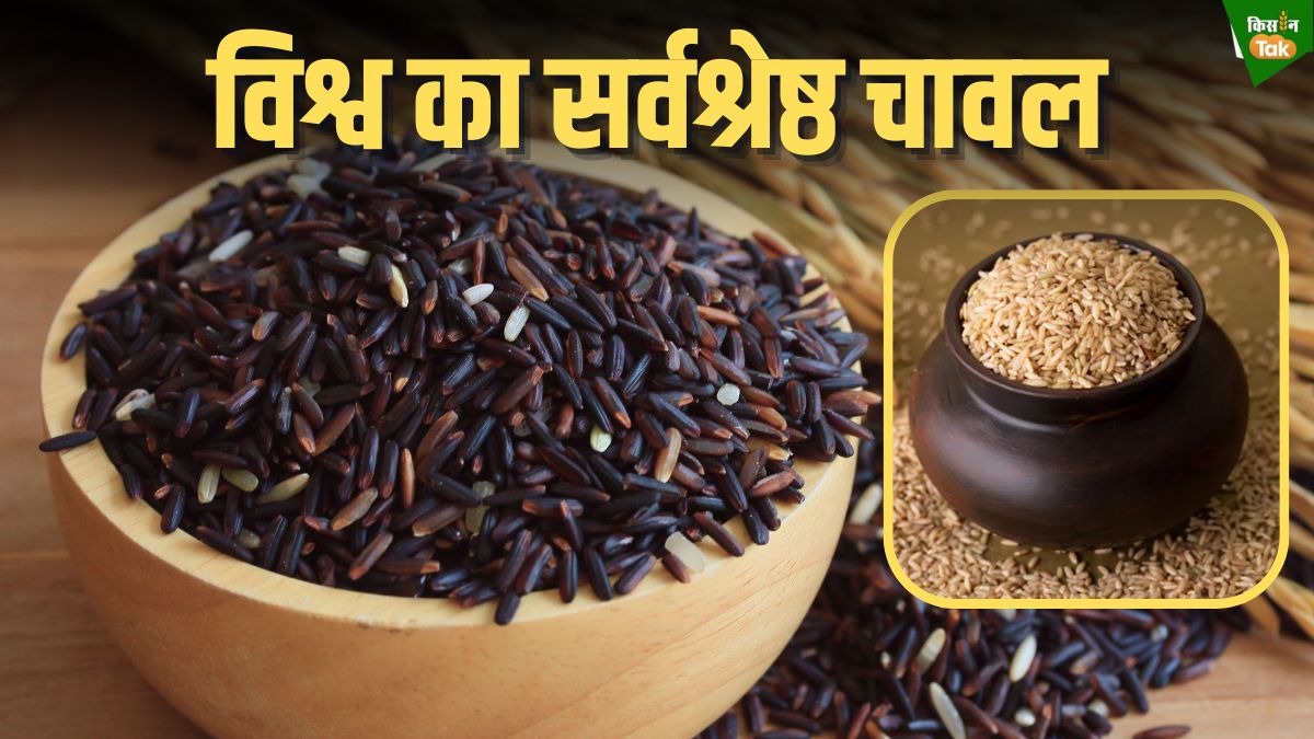 Kala Namak Rice