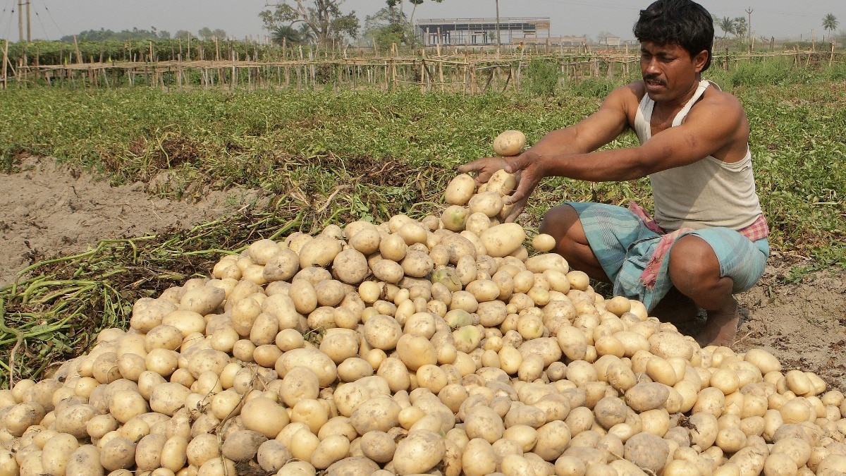 Potato Price Drop