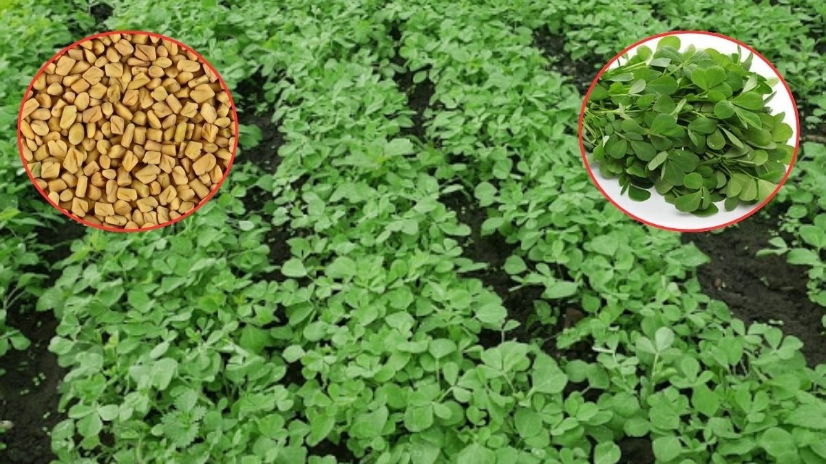 Fenugreek Farming