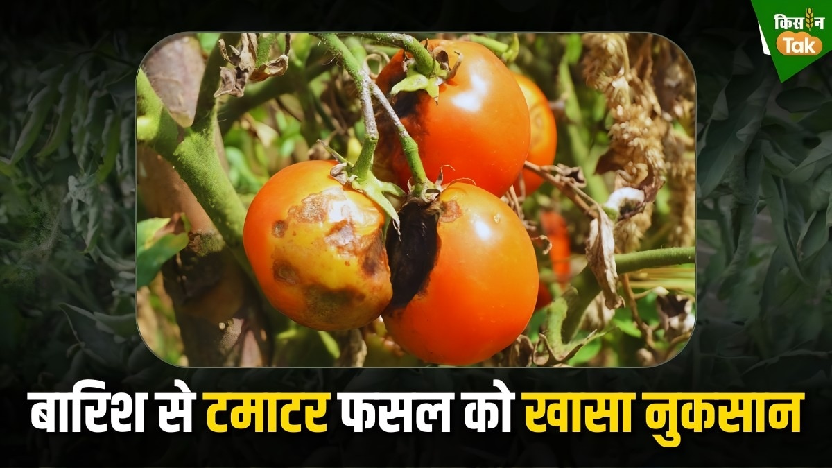tomato pic
