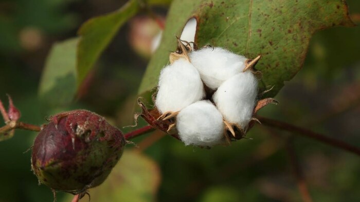 Cotton farming Sirsa