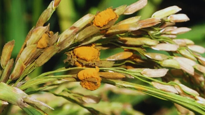 धान की फसल