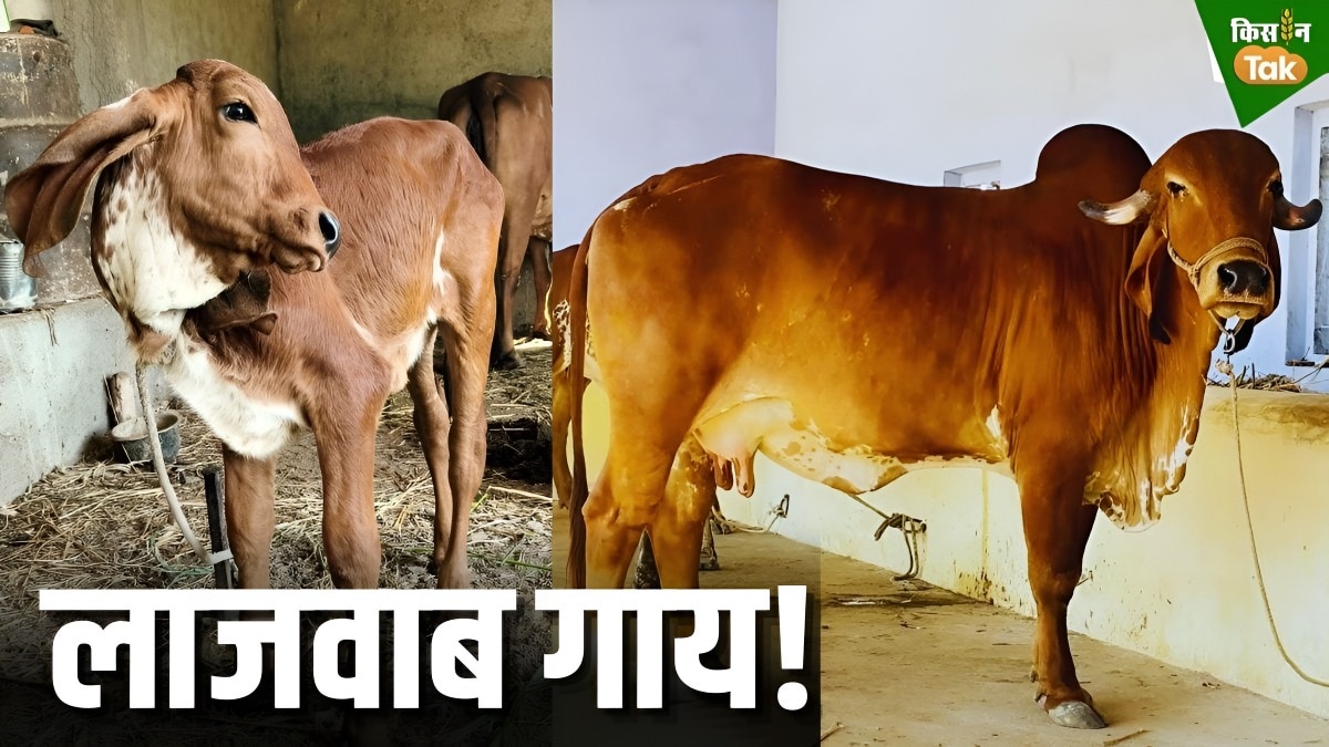 gir cow