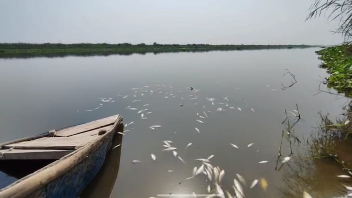 dead fish were found in the Yamuna river