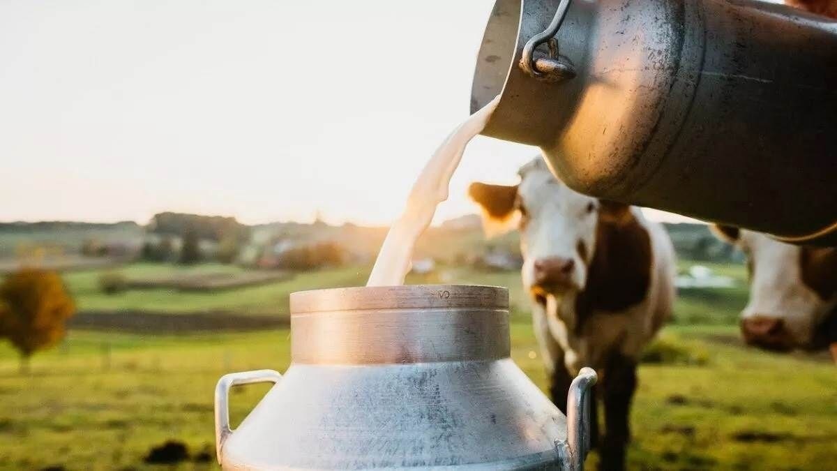 Himachal Bulk Milk Cooler