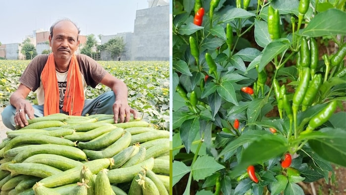किसानों को फ्री में मिलेगा तोरिया बीज मिनीकिट (फोटो- किसान तक)