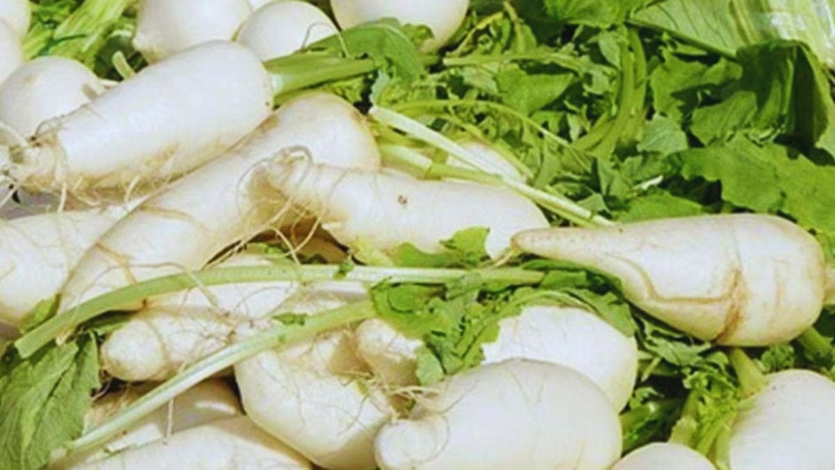 मूली की काशी हंस वैरायटी