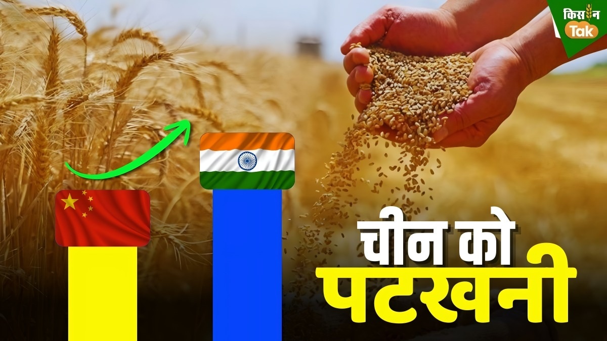 wheat production