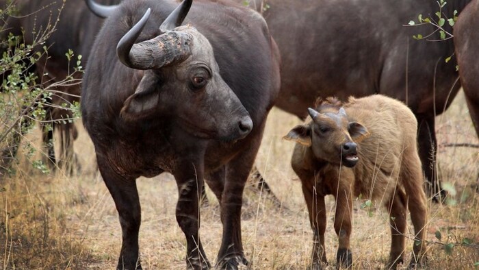 भैंस पालन