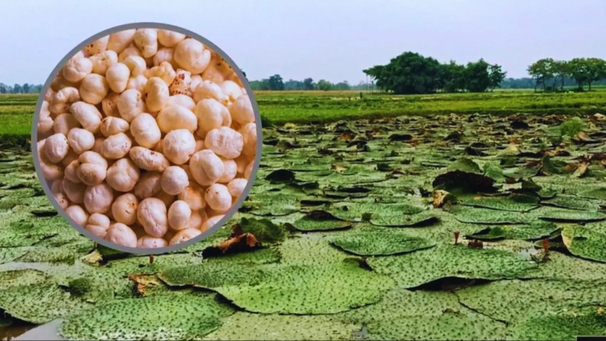 variety of Makhana