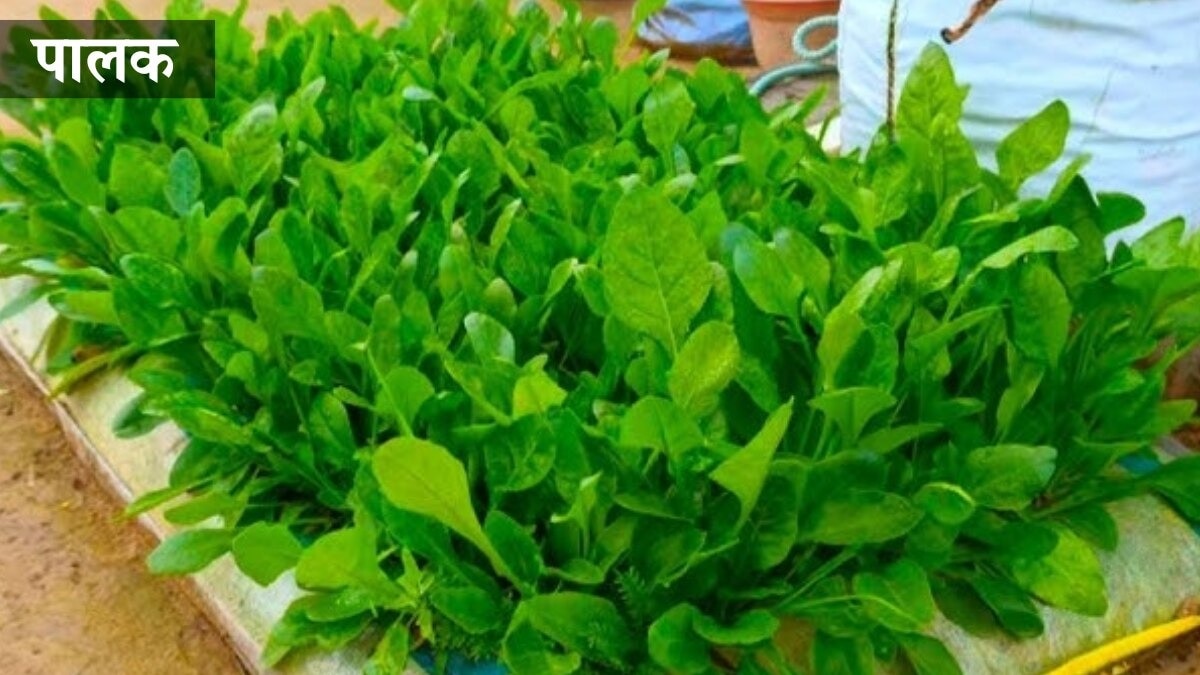 Palak