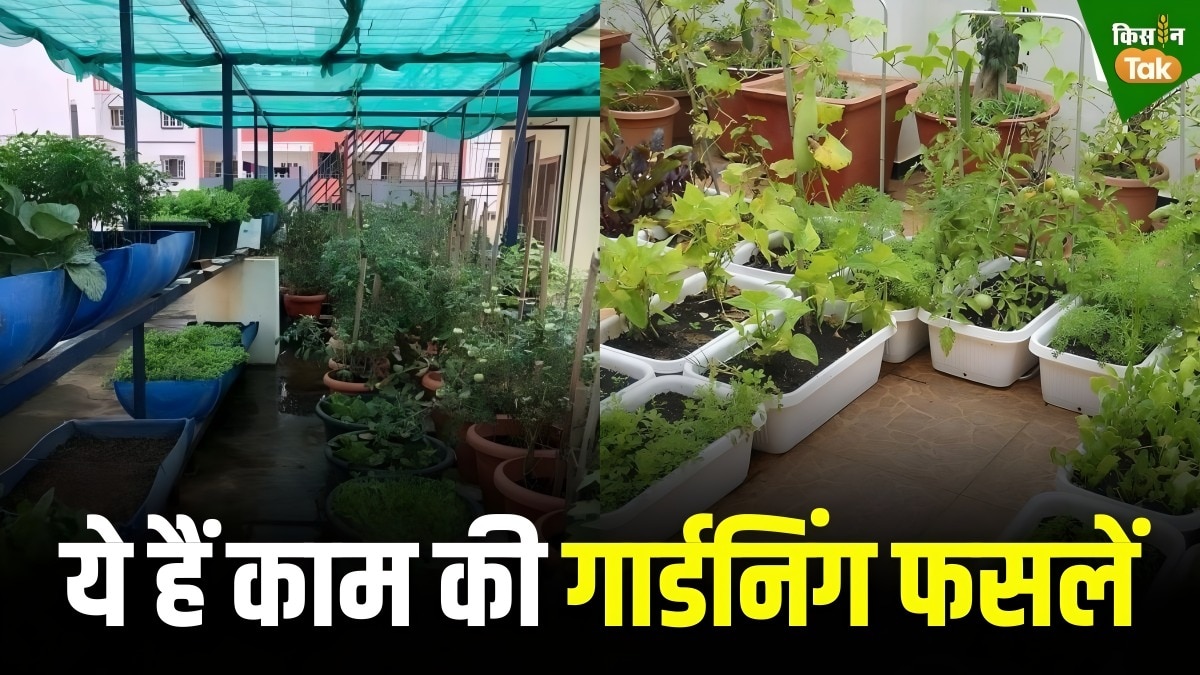 किचन खर्च को बचाना है तो गार्डन में उगाएं ये सब्जी और मसाले, आसानी से लग जाएंगे