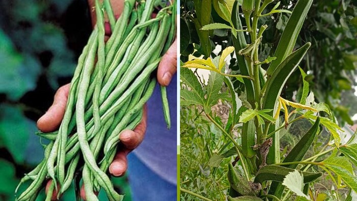 किसानों की आय और सब्जी उत्पादन को मिलेगा बढ़ावा