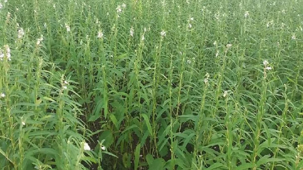 Sesame Cultivation
