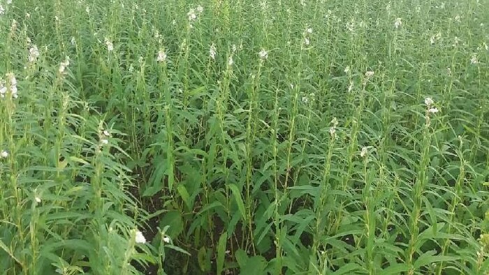 Sesame Cultivation