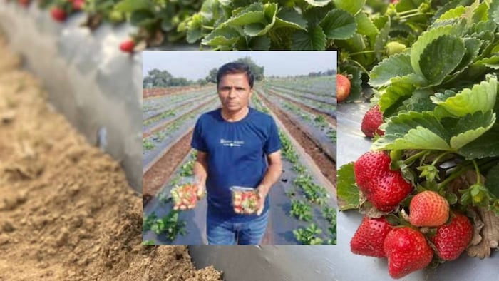 strawberry farming