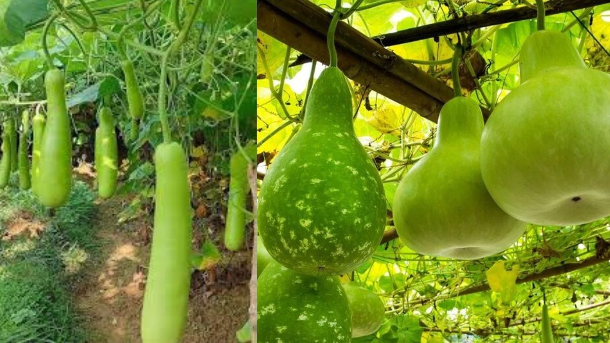 Bottle Gourd