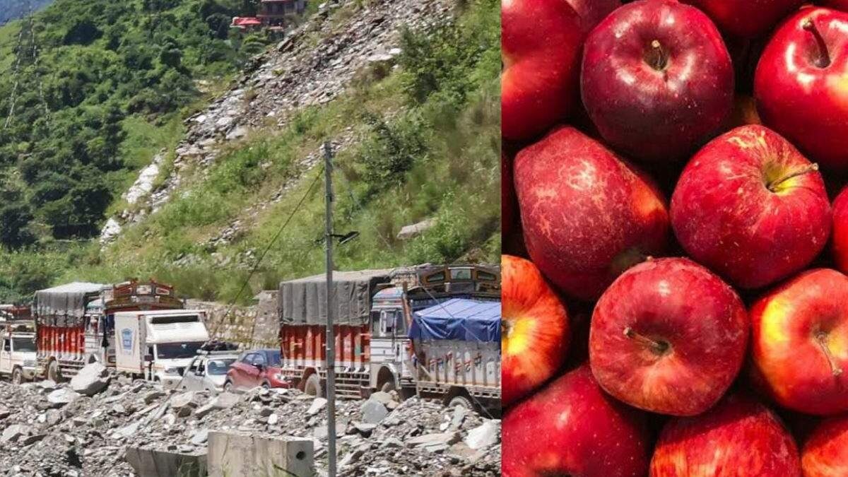 Himachal Apple traders 